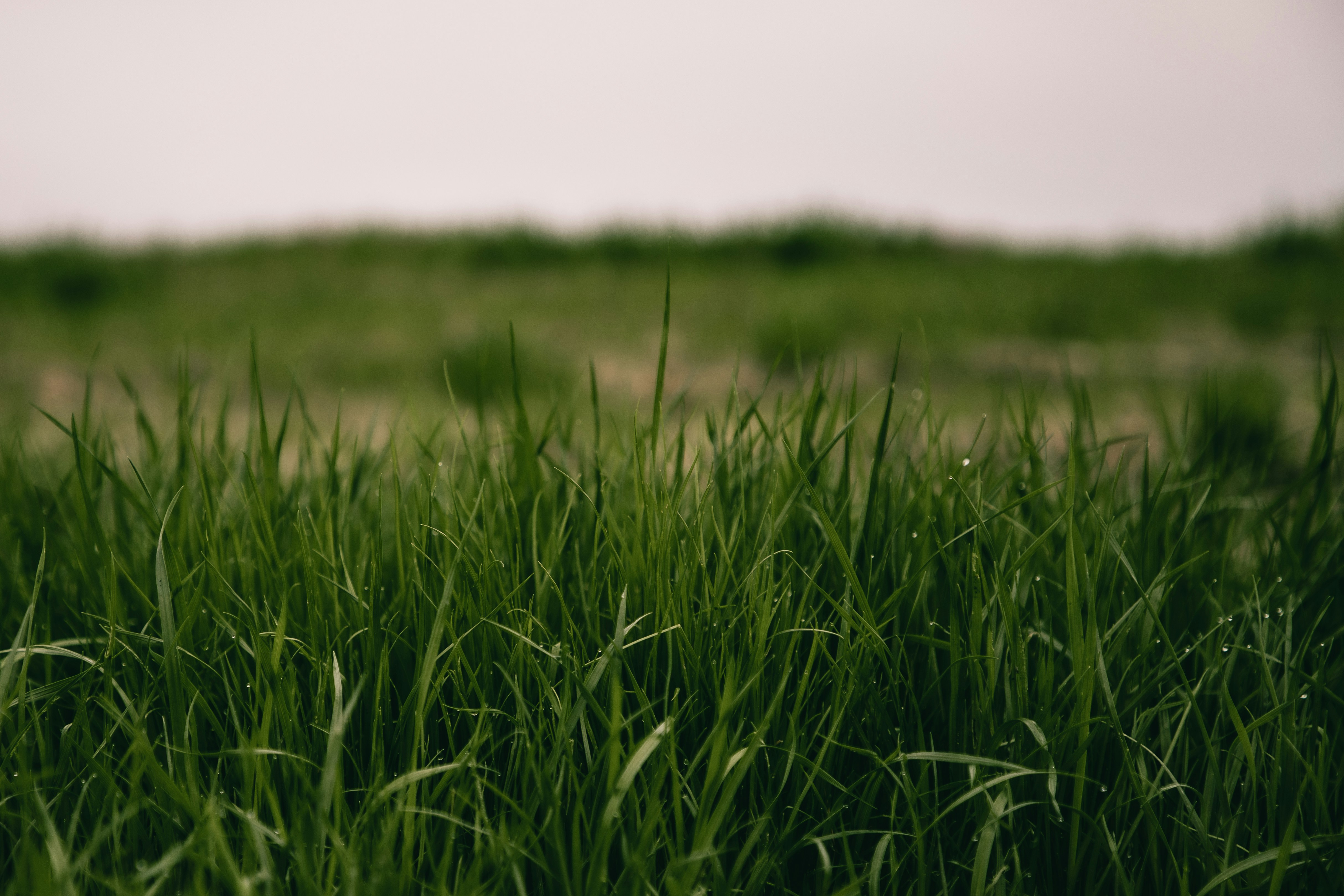 Lush green grass close-up in Kansas City lawn
